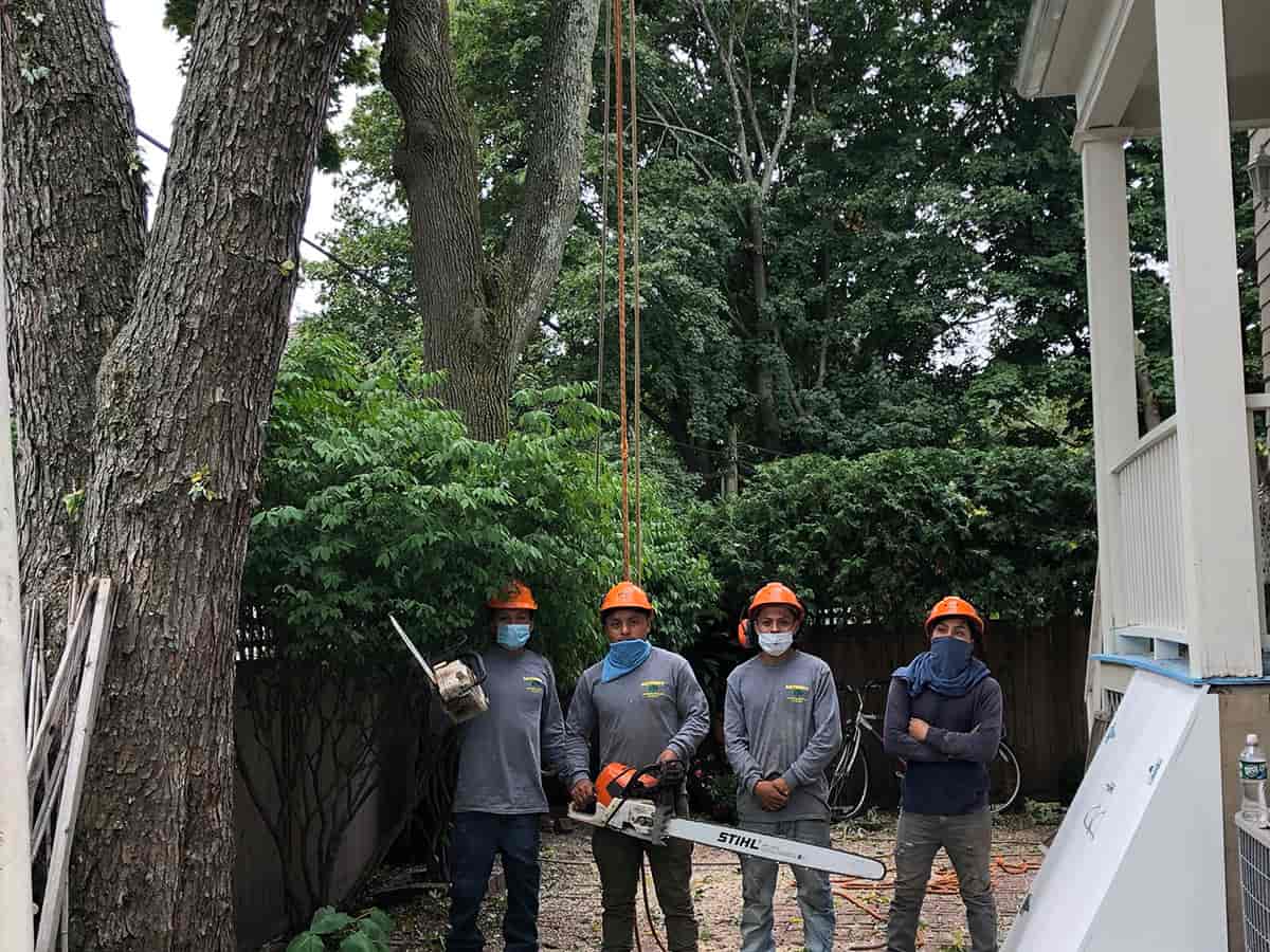 tree removal near me cost