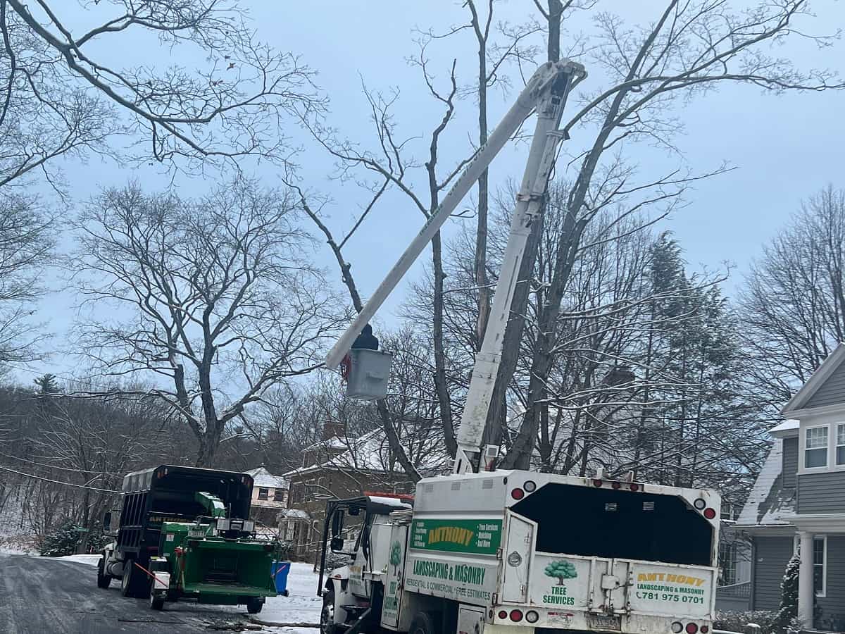 Commercial Tree Services