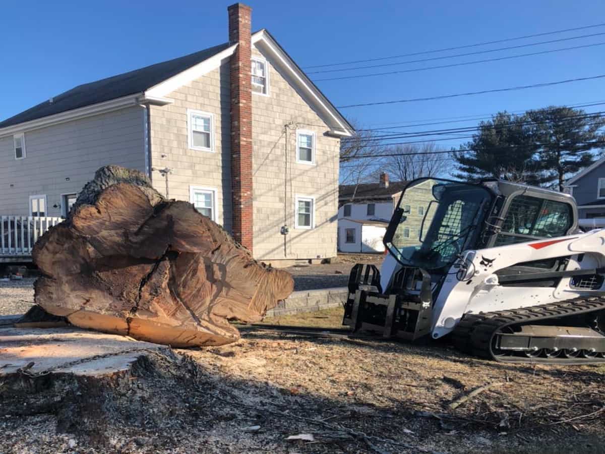 Commercial Tree Services