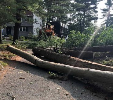 Emergency Tree Removal