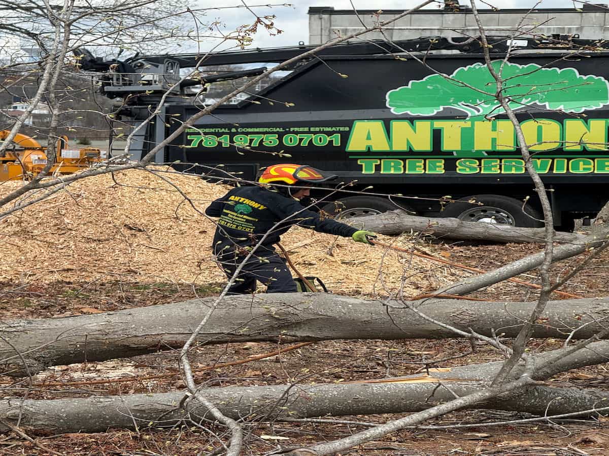Emergency Tree Removal