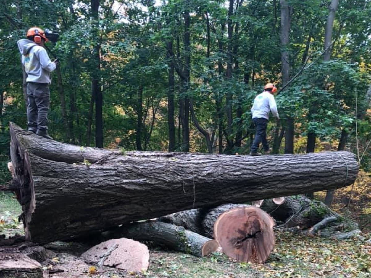 Emergency Tree Removal