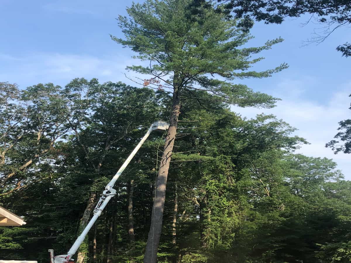 Tree Pruning