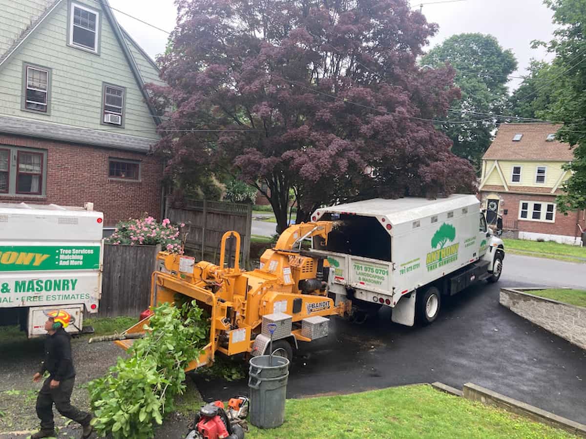 Wood Chipping & Disposal