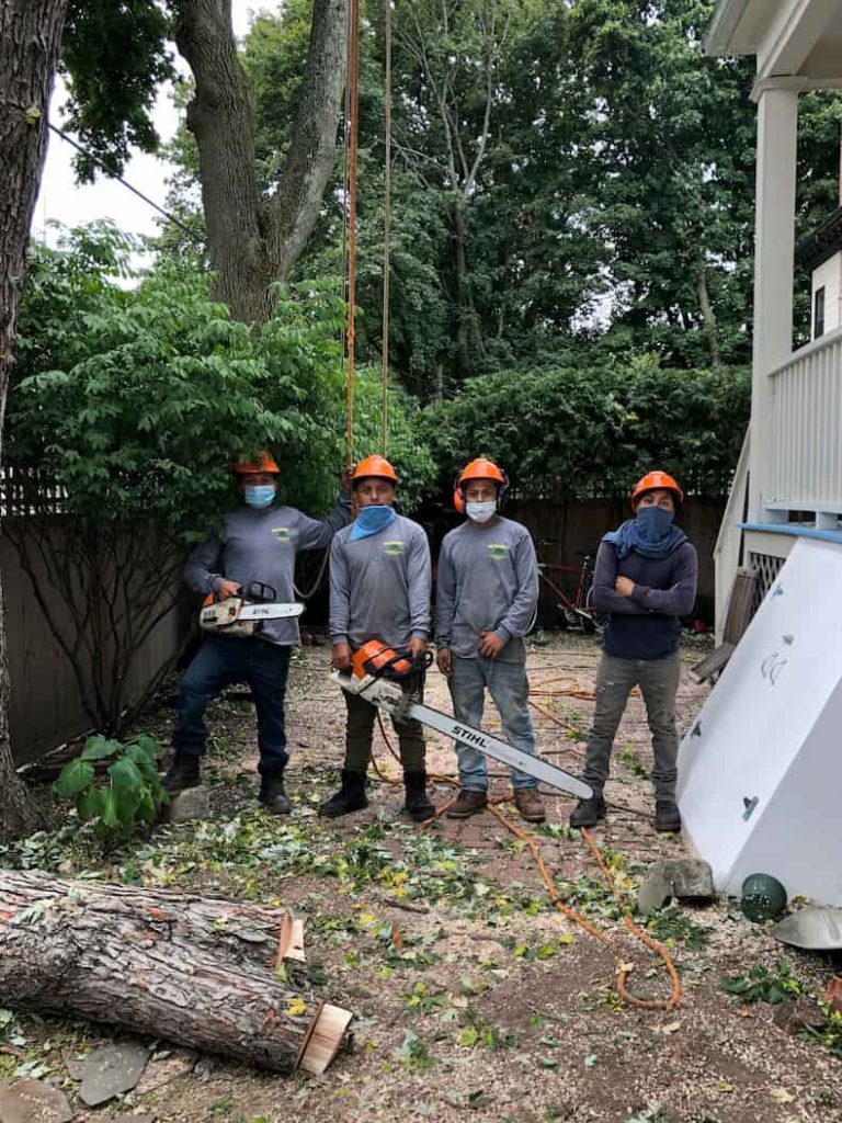 tree companies around me